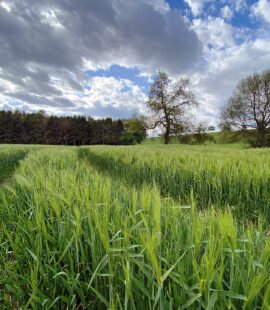 Of Mice and Men: Planning for Career Uncertainty